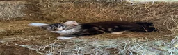 Mixed Breed cats for sale: Beautiful kittens for sale. - Advert 1