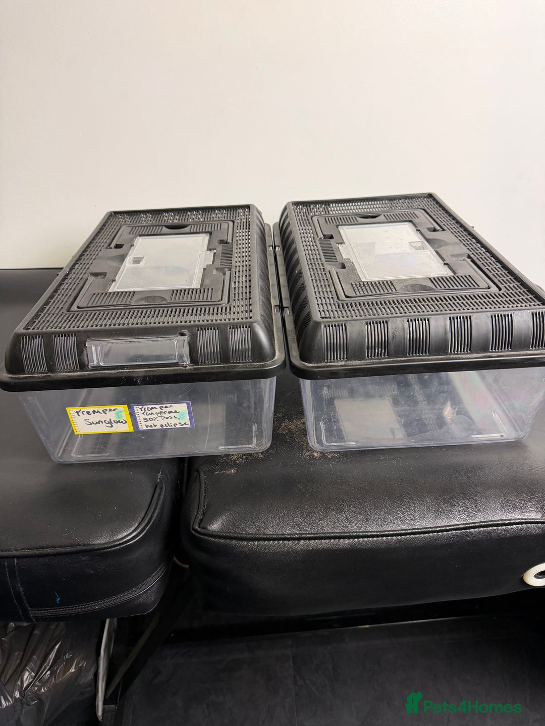 Leopard Gecko reptiles for sale: 4 leopard geckos  - Advert 5