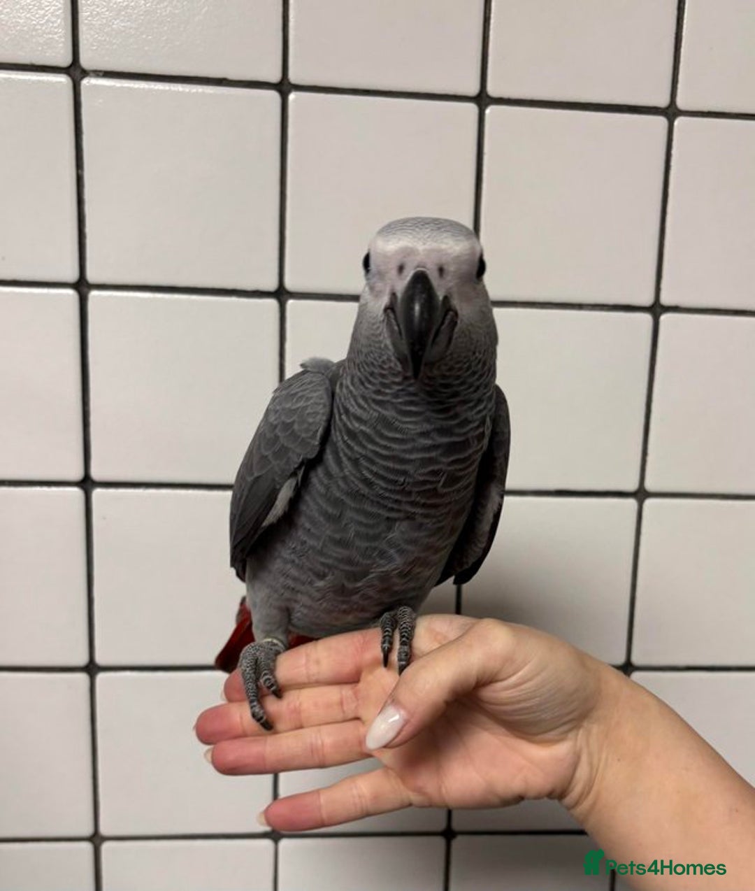 Cockatoo birds for sale: Super Tame Hand Reared Baby African Greys - Image 3