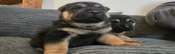 Mixed Breed dogs for sale: Shepard Peis - Advert 16