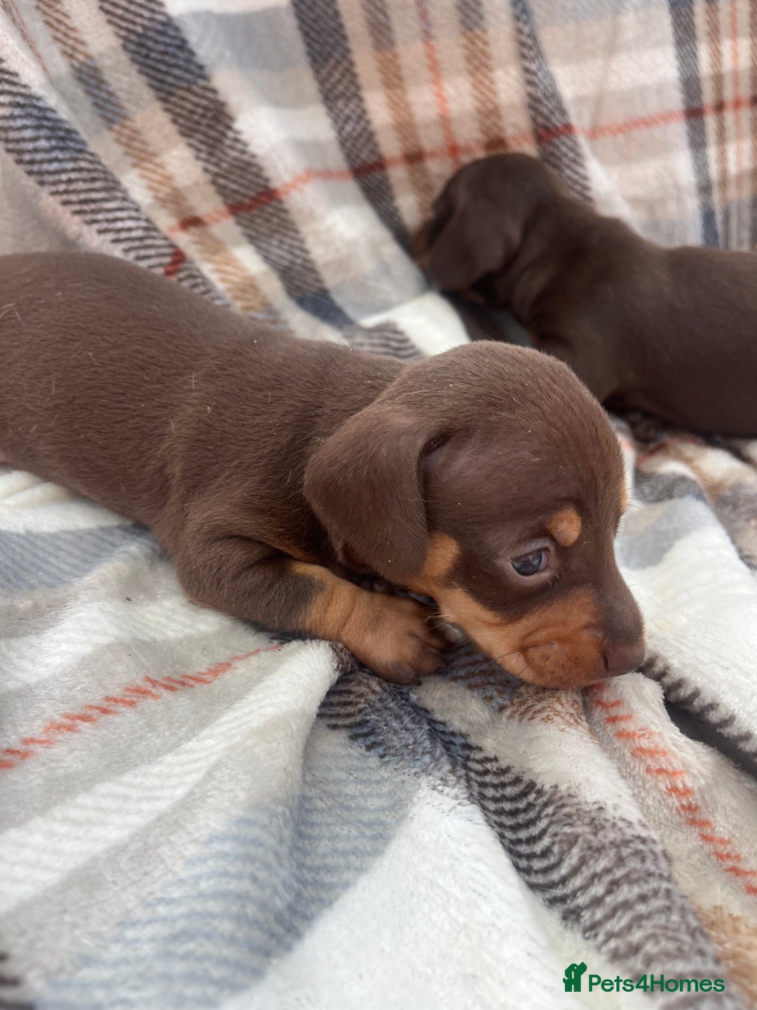 Miniature Dachshund dogs for sale: 5⭐️BREEDERS🏆KCREG🌸6GIRL💙1BOY🩺HEALTH TESTED🧬 - Image 31