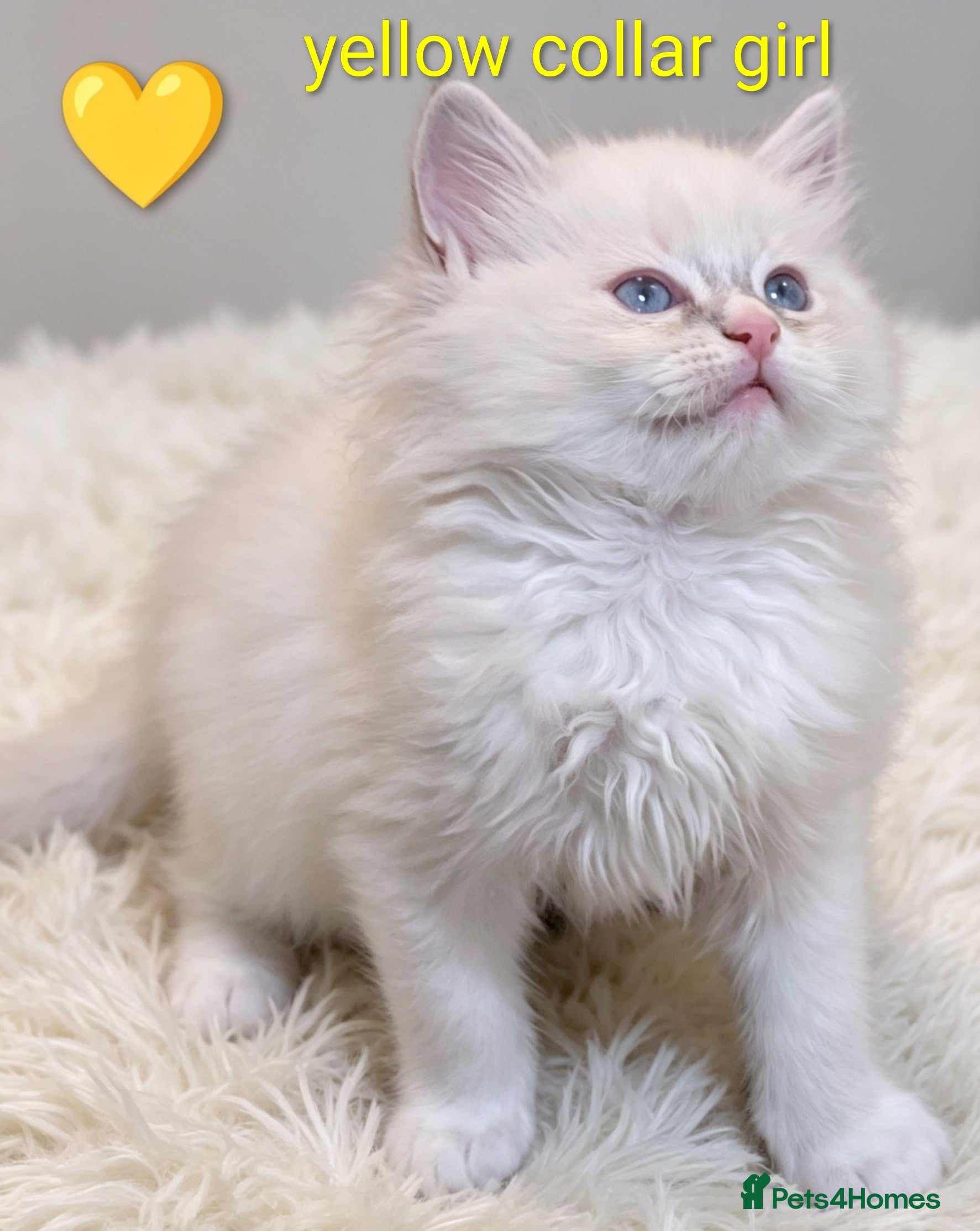 Ragdoll cats Grand champion lines TICA Ragdoll kittens  - Advert 3