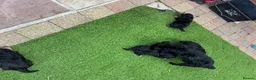 Jackapoo dogs for sale: Joseph  - Advert 10