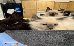 Maine Coon cats for sale: Maine Coon /Ragdoll Cross - Image 5