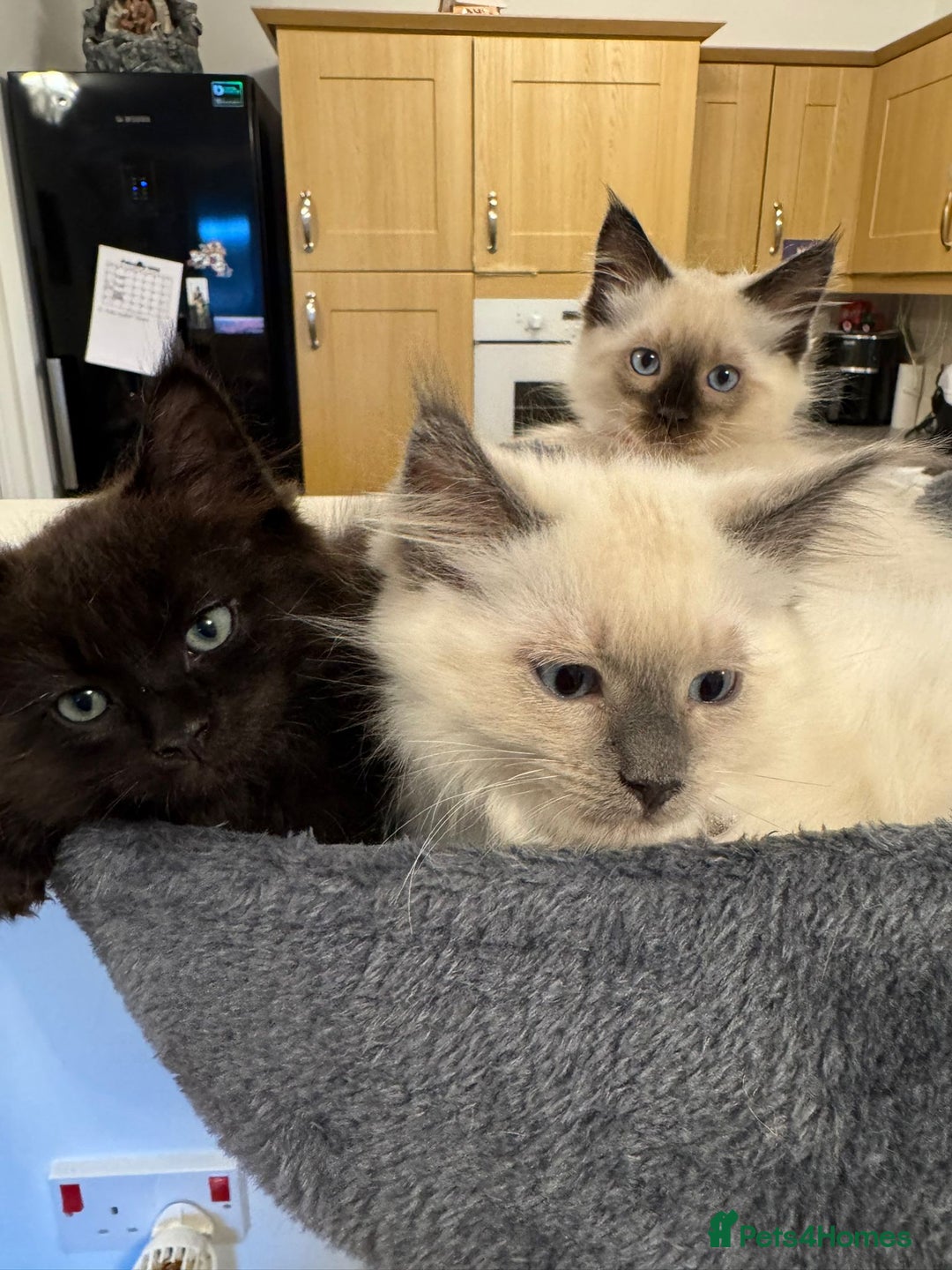 Maine Coon cats for sale: Maine Coon /Ragdoll Cross - Image 5