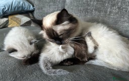 Ragdoll cats for sale: Ragdoll kittens for sale  - Image 11