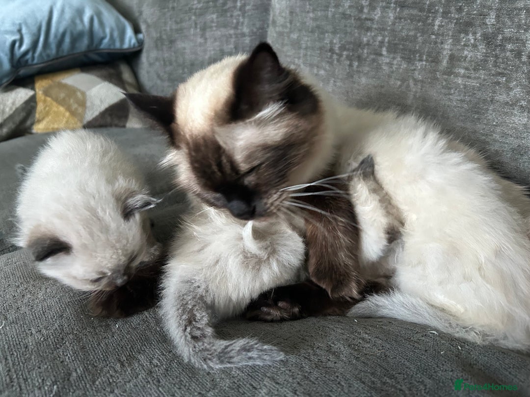 Ragdoll cats for sale: Ragdoll kittens for sale  - Image 11