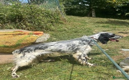 English Setter dogs for adoption: Cookie - Image 13