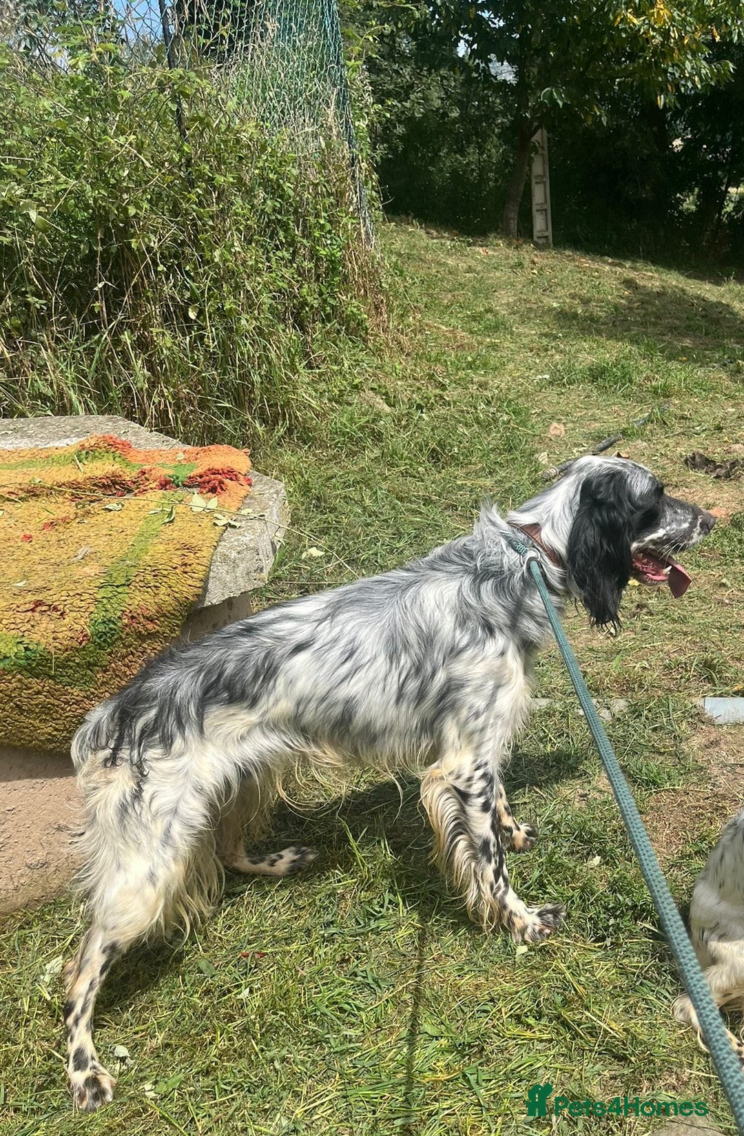 English Setter dogs for adoption: Cookie - Image 13