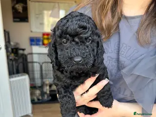 Cockapoo dogs F2 cockapoo puppies - Advert 20