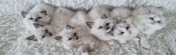 Ragdoll cats for sale: 💕BEAUTIFUL TICA REGISTERED RAGDOLLS KITTENS💕  - Advert 14