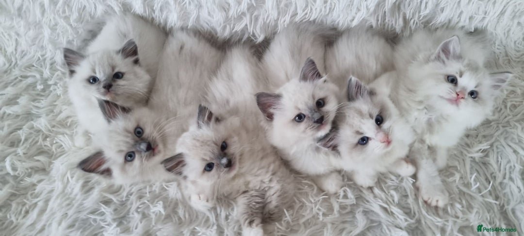 Ragdoll cats for sale: 💕BEAUTIFUL TICA REGISTERED RAGDOLLS KITTENS💕  - Advert 14