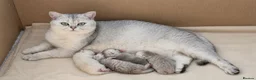 British Shorthair cats for sale: British Shorthair kittens - TICA registered in Blyth - Advert 3