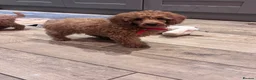 Miniature Poodle dogs for sale: Gorgeous Miniature Poodles - Advert 6