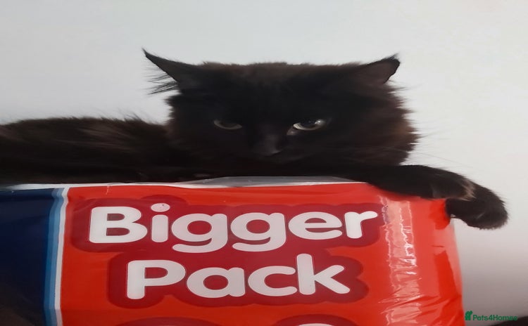 Mixed Breed cats - Advert 13