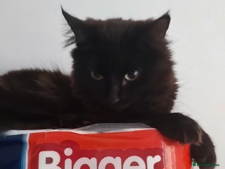 Mixed Breed cats - Advert 3