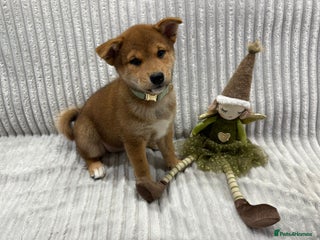 Japanese Shiba Inu dogs 🐕Health tested Pure KC Japanese Shiba Inu Puppies - Advert 13