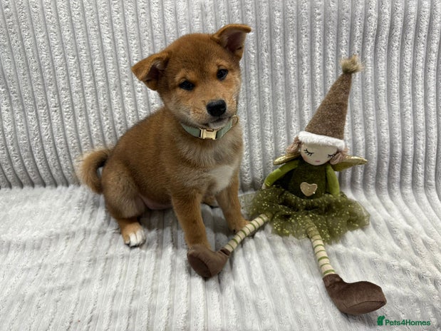 Japanese Shiba Inu dogs 🐕Health tested Pure KC Japanese Shiba Inu Puppies - Advert 15