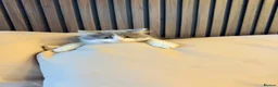 Mixed Breed cats for sale: 🐱 Beautiful Kittens – 2 Boys & 2 Girls 🐈‍⬛ in Hayes - Advert 15