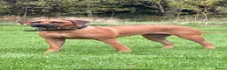 Rhodesian Ridgeback dogs for sale: 2 outstanding boys looking for forever homes  - Advert 3