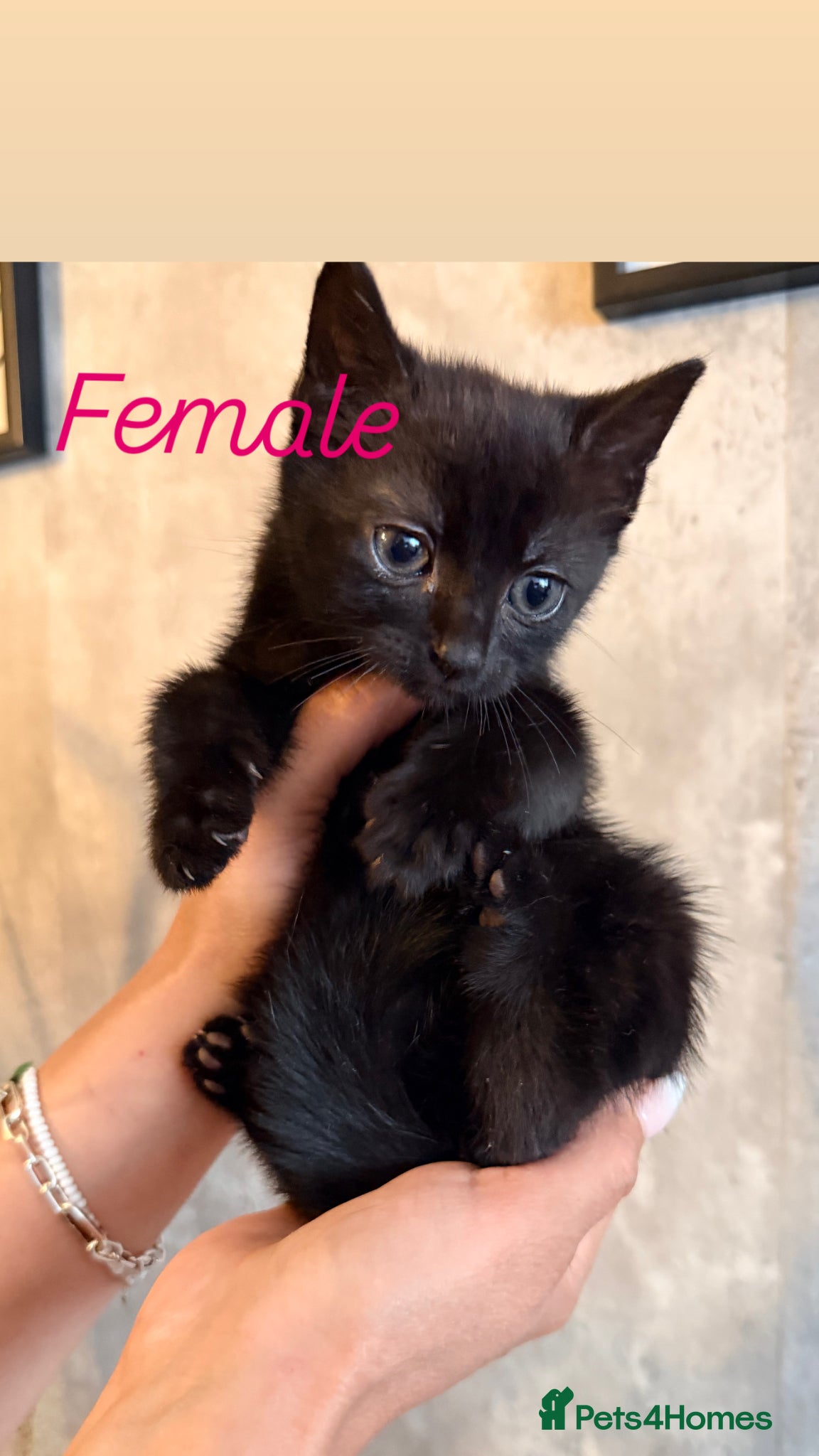 American Shorthair cats for sale: Cute kittens  - Advert 3