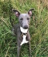 Whippet dogs Whippet puppies  - Advert 1