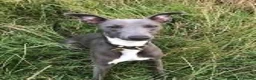 Whippet dogs for sale: Whippet puppies  - Advert 1
