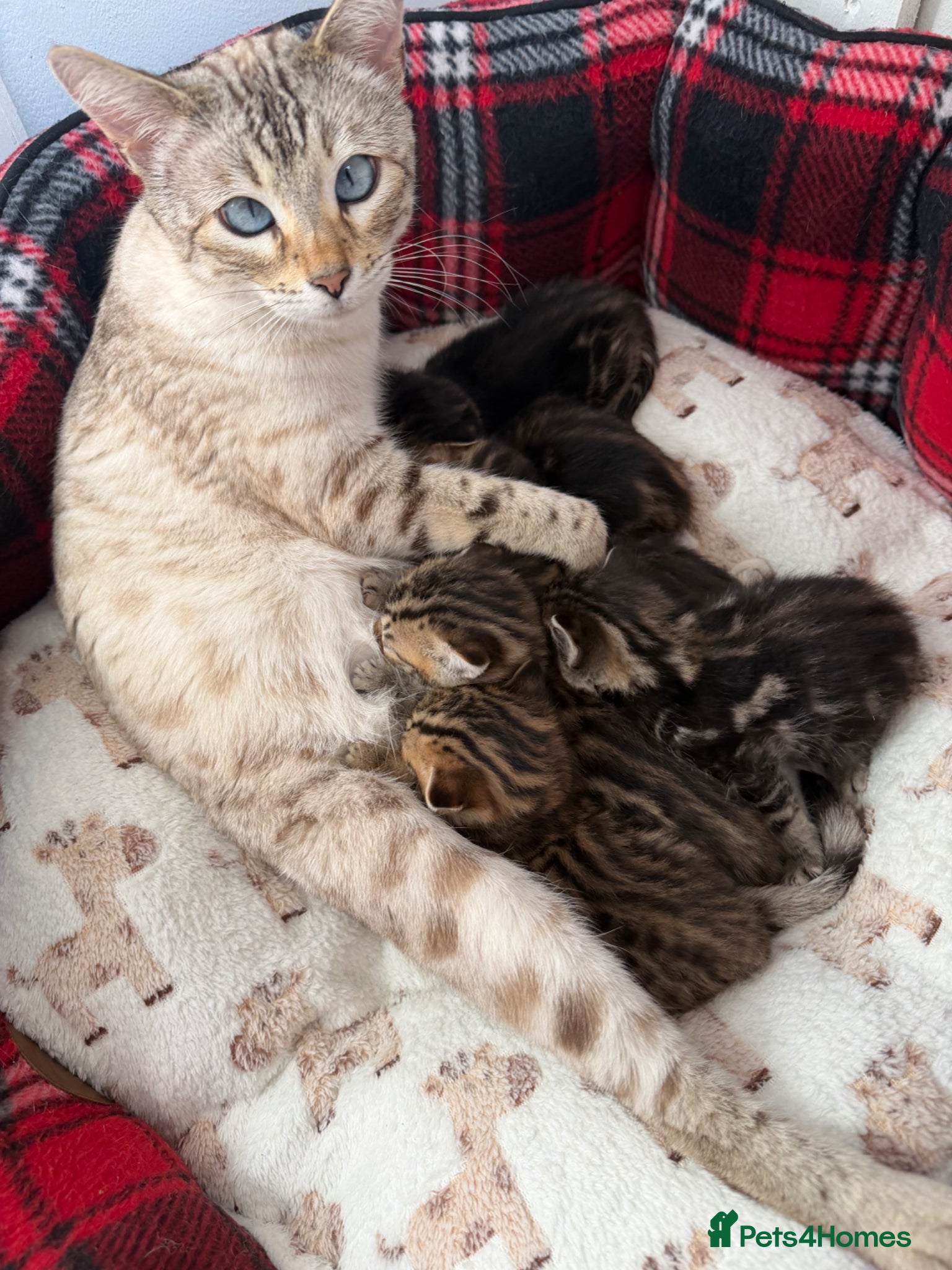 Bengal cats Bengal kittens Mum is Tica registered Active  - Advert 1
