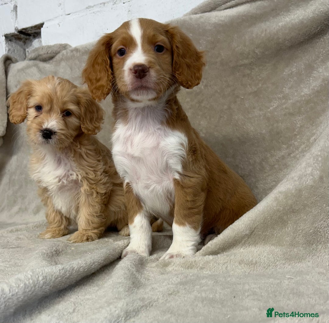 Cockapoo dogs for sale: Stunning cockapoo puppies  - Advert 19