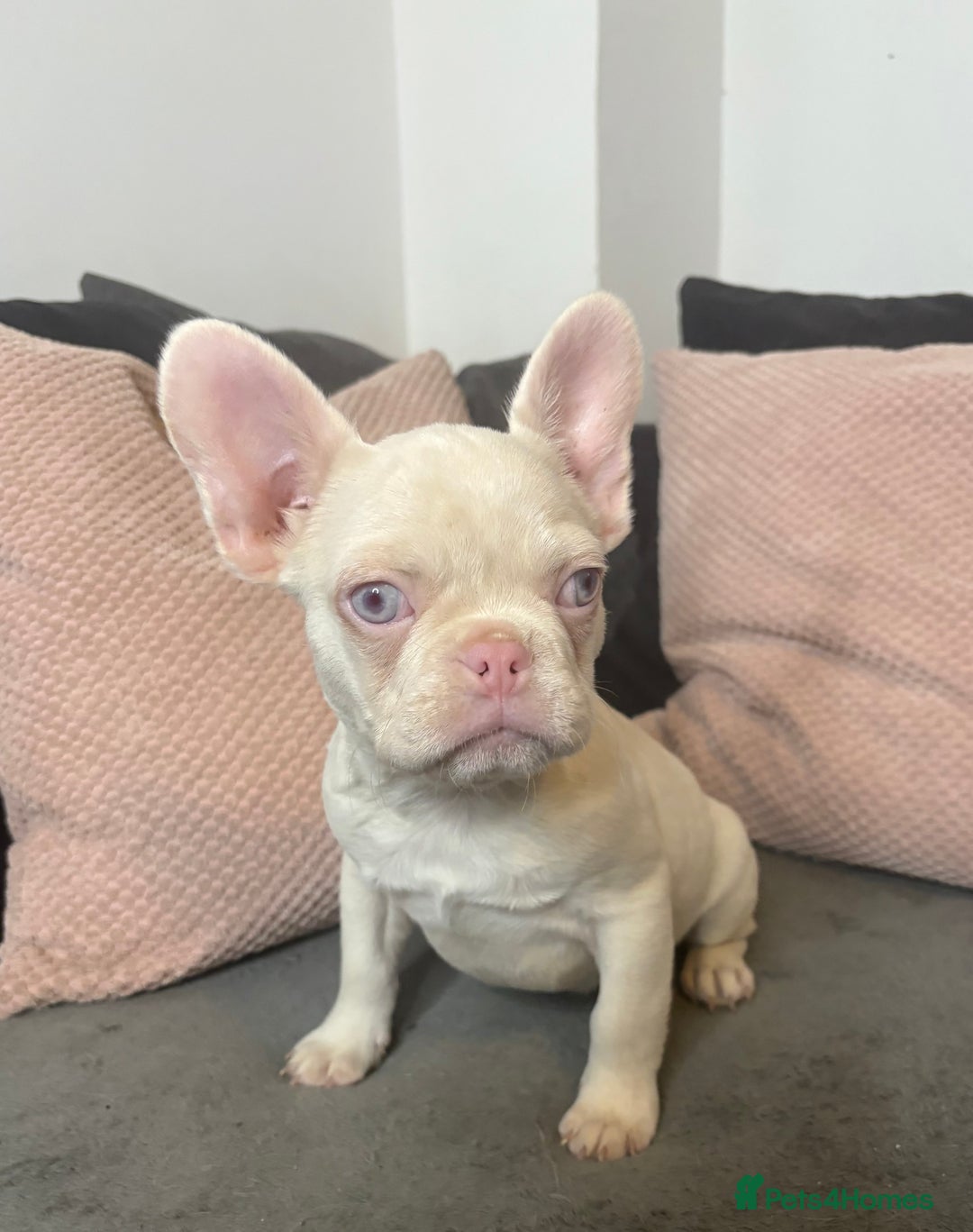 French Bulldog dogs for sale: Beautiful FrenchBulldog Puppies - Advert 3