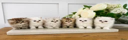 Persian cats for sale: 💕 Doll faced Persian kittens 💕 - Advert 1