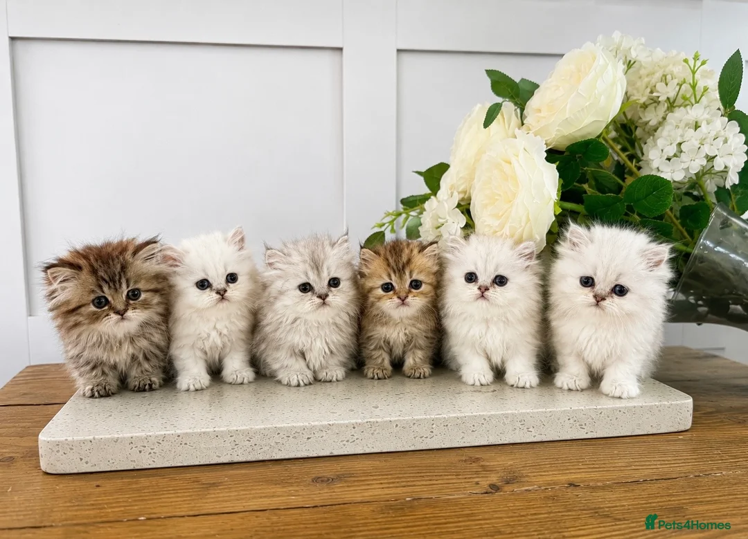 Persian cats for sale: 💕 Doll faced Persian kittens 💕 - Advert 1