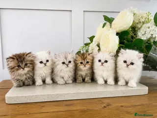 Persian cats 💕 Doll faced Persian kittens 💕 - Advert 1