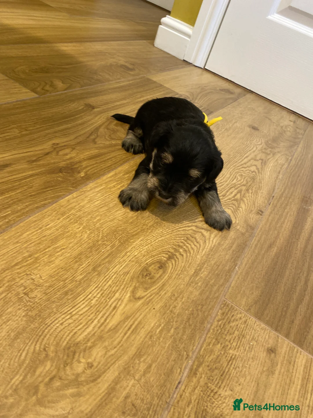 Miniature Schnauzer dogs for sale: Miniature schnauzers  - Advert 12