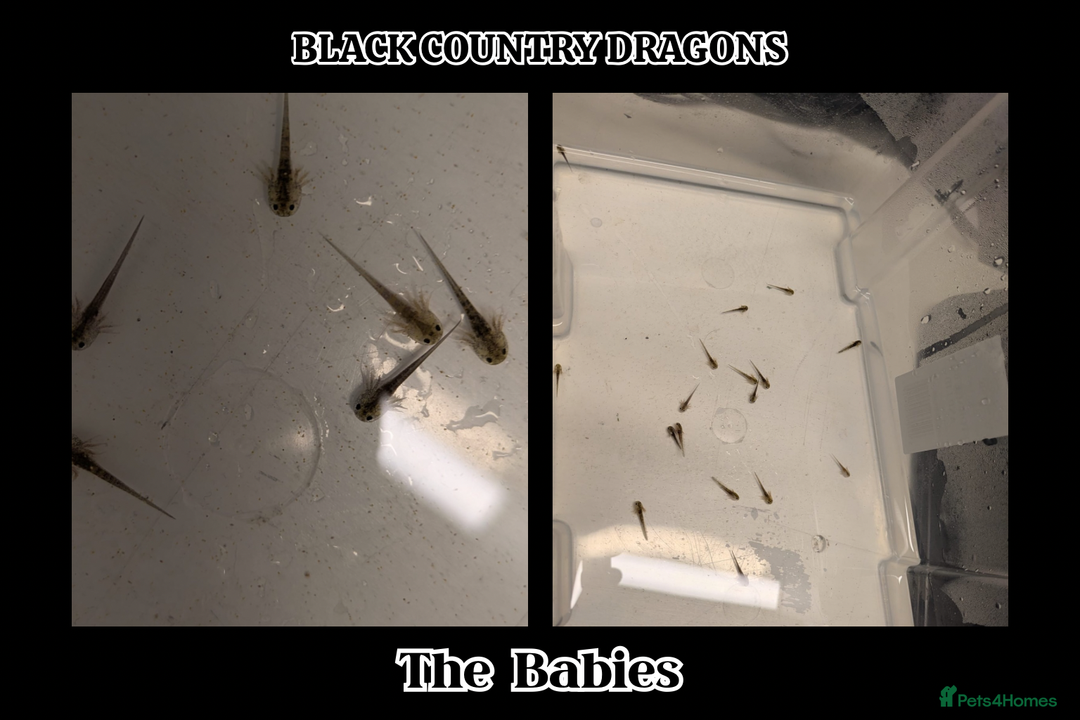 Axolotl reptiles  Baby Axolotls Ready to Reserve-UK Bred. - Advert 1