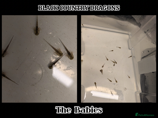 Axolotl reptiles Baby Axolotls Ready to Reserve-UK Bred. - Advert 1