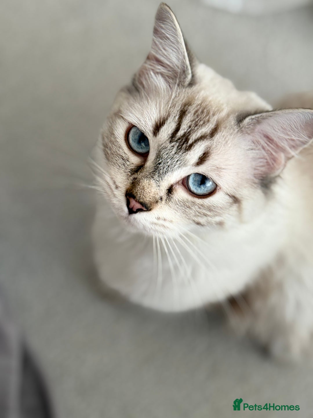 Ragdoll cats for sale: Lovely Ragdoll looking for lovely family - Advert 9