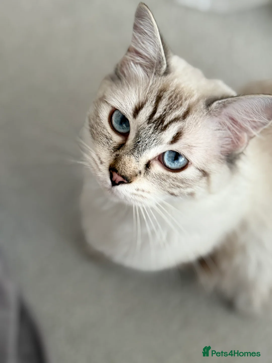 Ragdoll cats for sale: Lovely Ragdoll looking for lovely family - Advert 8