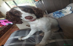 English Springer Spaniel dogs for sale: 11 month old springer spaniel BITCH - Image 2