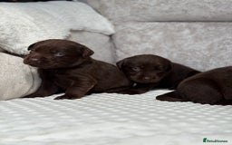 Labrador Retriever dogs for sale: Stunning chocolate Labrador’s with silver jeans  - Image 20