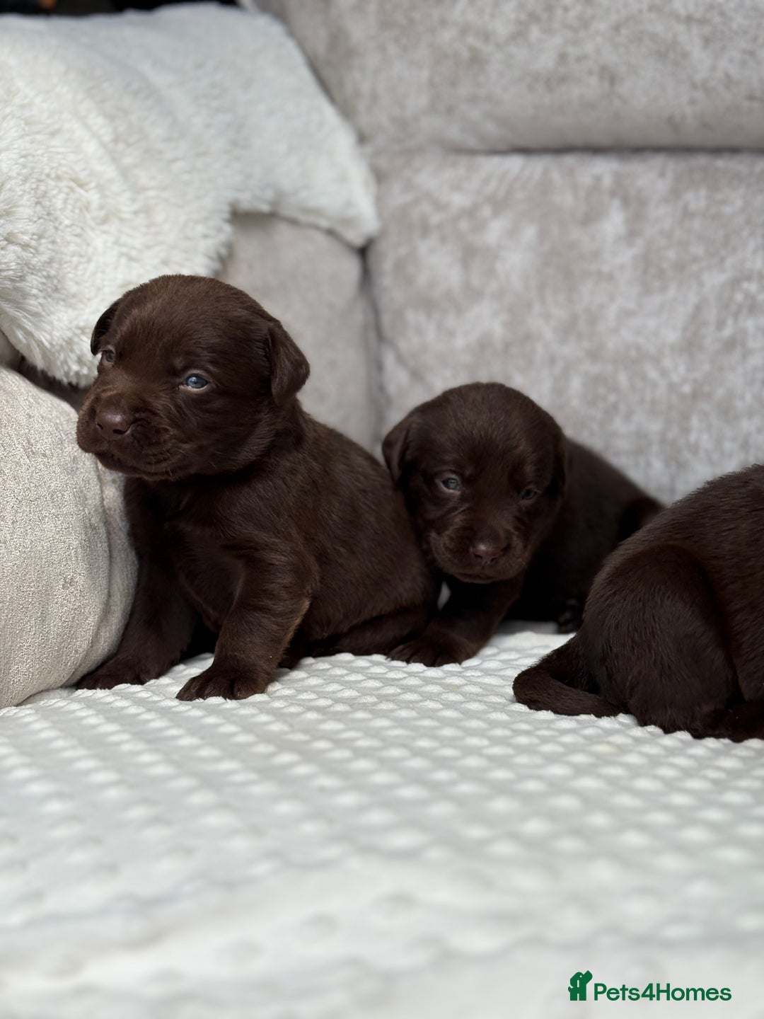 Labrador Retriever dogs for sale: Stunning chocolate Labrador’s with silver jeans  - Image 20