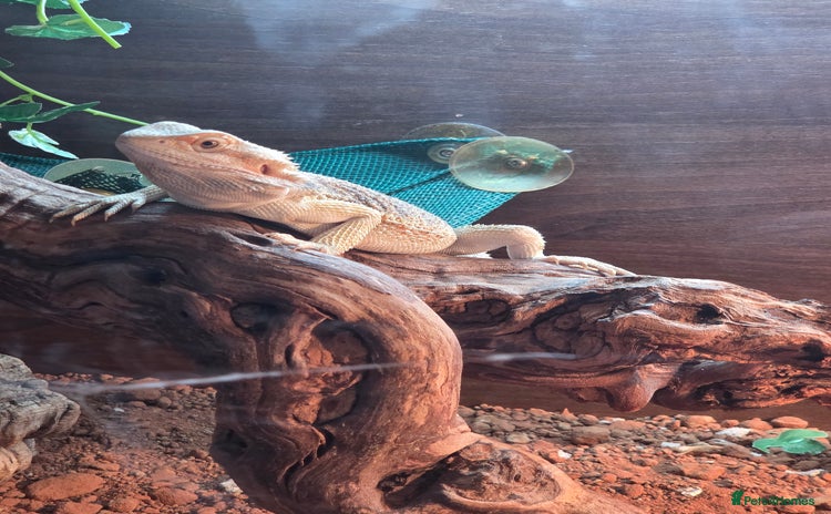 Bearded Dragon reptiles - Advert 1
