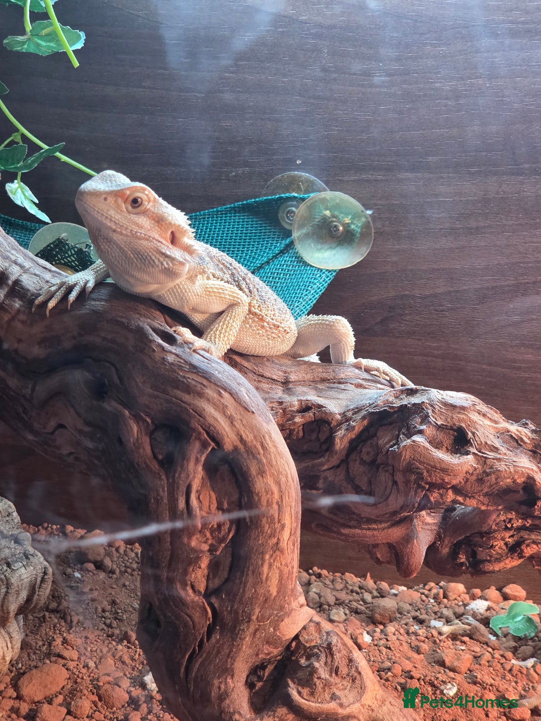Bearded Dragon reptiles for sale: Juvenile bearded dragon - Image 1
