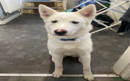 Japanese Akita Inu dogs for sale: Winnie, Japanese Akita - Image 1