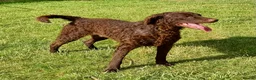 Curly Coated Retriever dogs for adoption: AFRO – Male Curly Coated Retriever - Advert 10