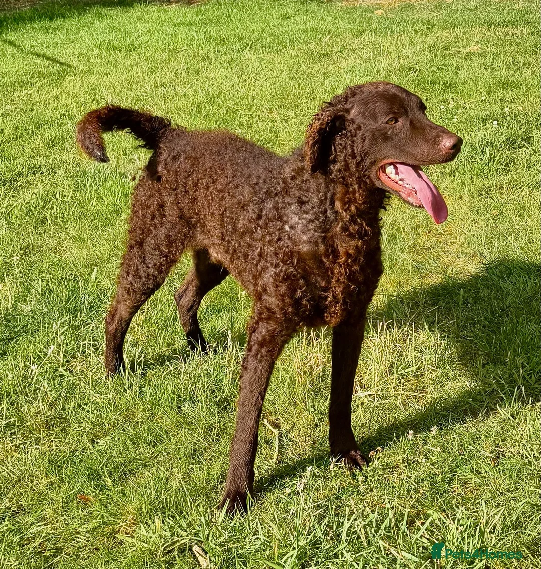 Curly Coated Retriever dogs for adoption: AFRO – Male Curly Coated Retriever - Advert 10