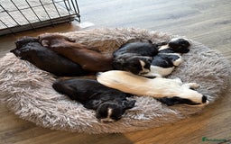Cocker Spaniel dogs for sale: KC Registered Working Cocker Spaniel puppies - Image 9