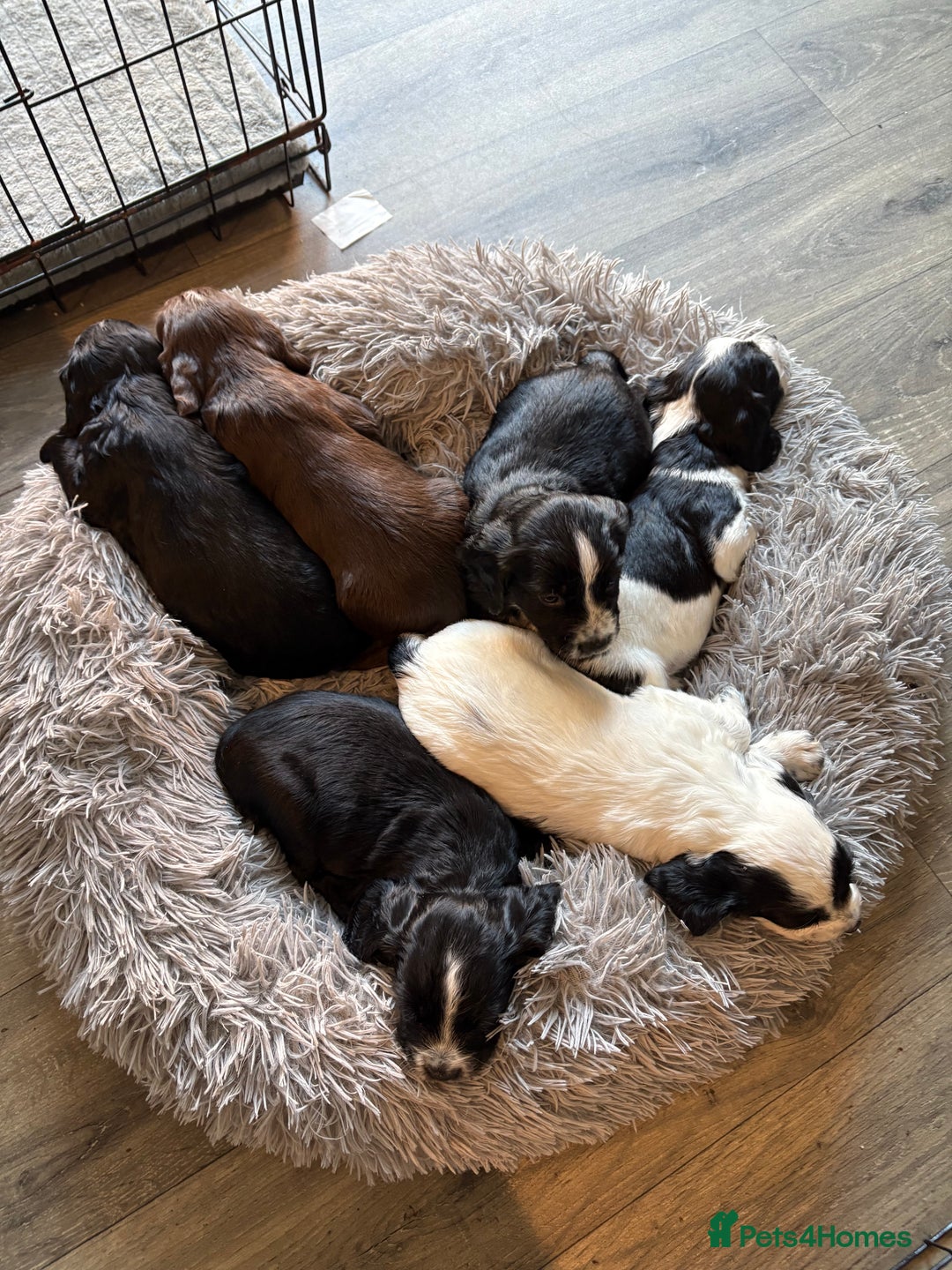 Cocker Spaniel dogs for sale: KC Registered Working Cocker Spaniel puppies - Image 9