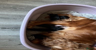 Cockerdor dogs 5 beautiful cockerdor puppies  - Advert 6