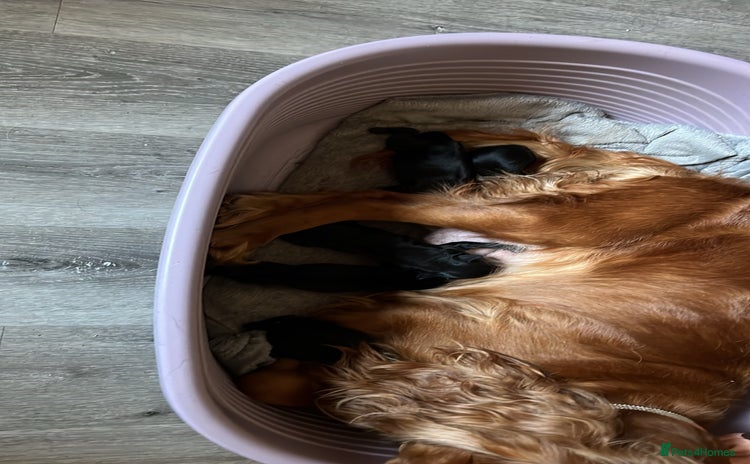 Cockerdor dogs - Advert 16